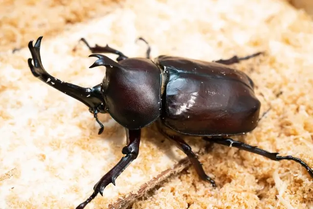 ガブトムシ