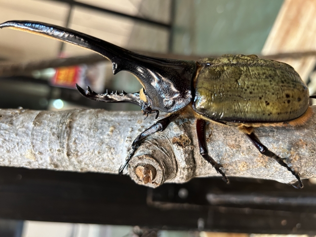カブトムシ