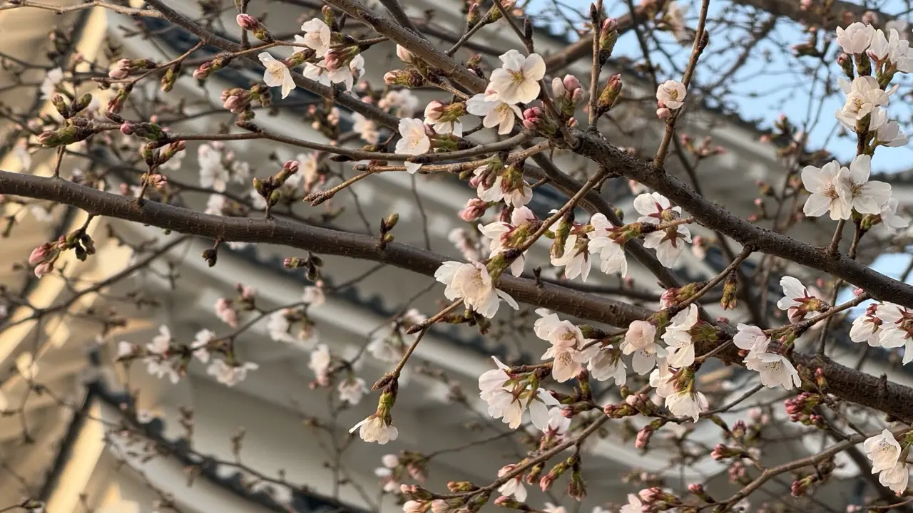 福山城博物館付近の桜