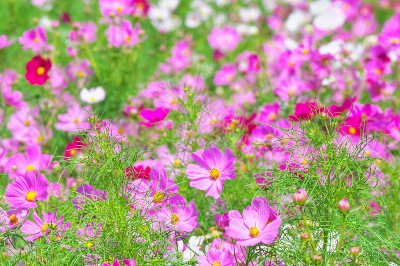 横須賀市 100万本のコスモスが咲き誇る くりはま花の国で コスモスまつり が開催されます 22年9月10日 10月30日 号外net 横須賀市 三浦市