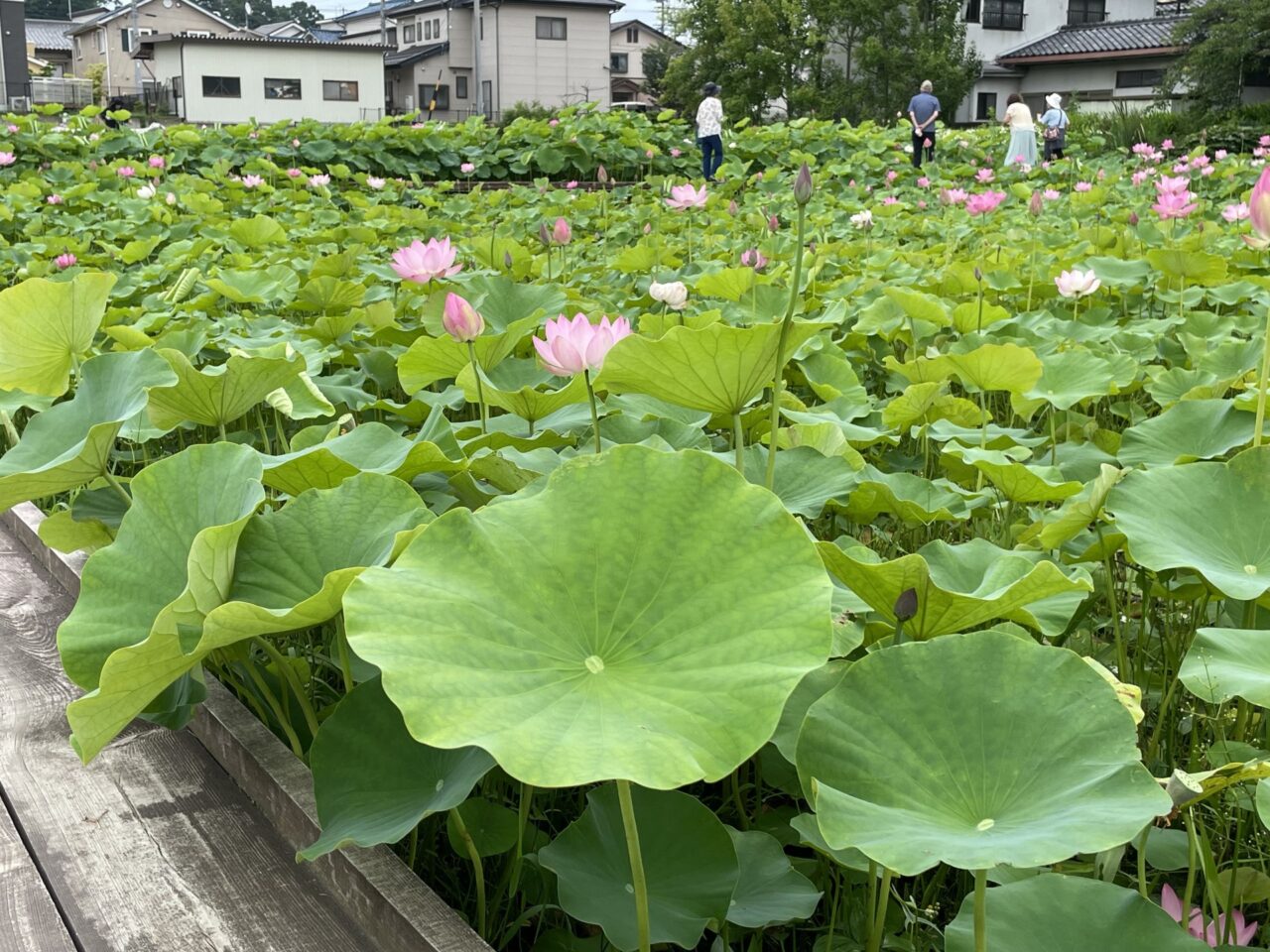 信濃国分寺のハス