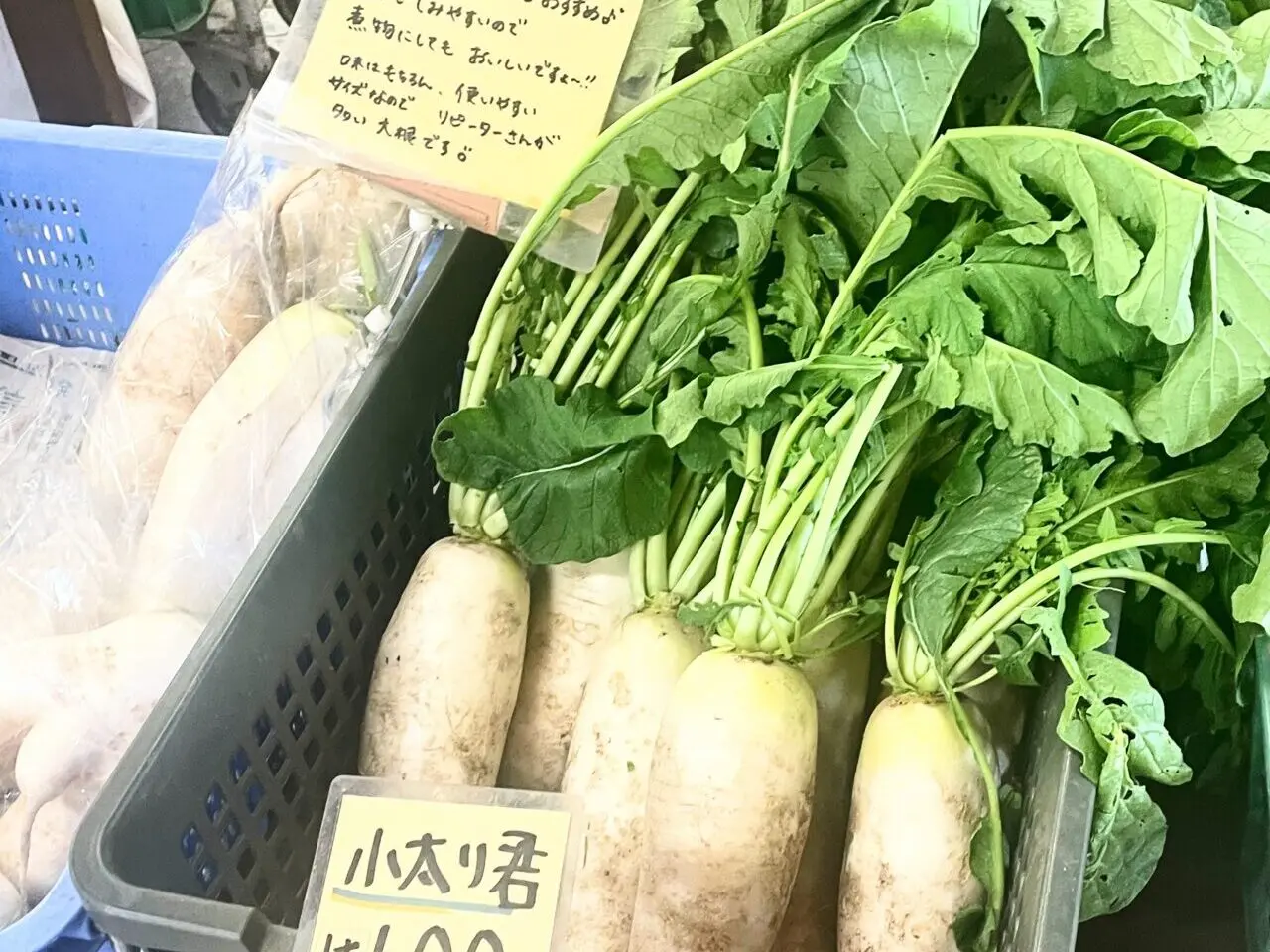 みどりの大地の大根