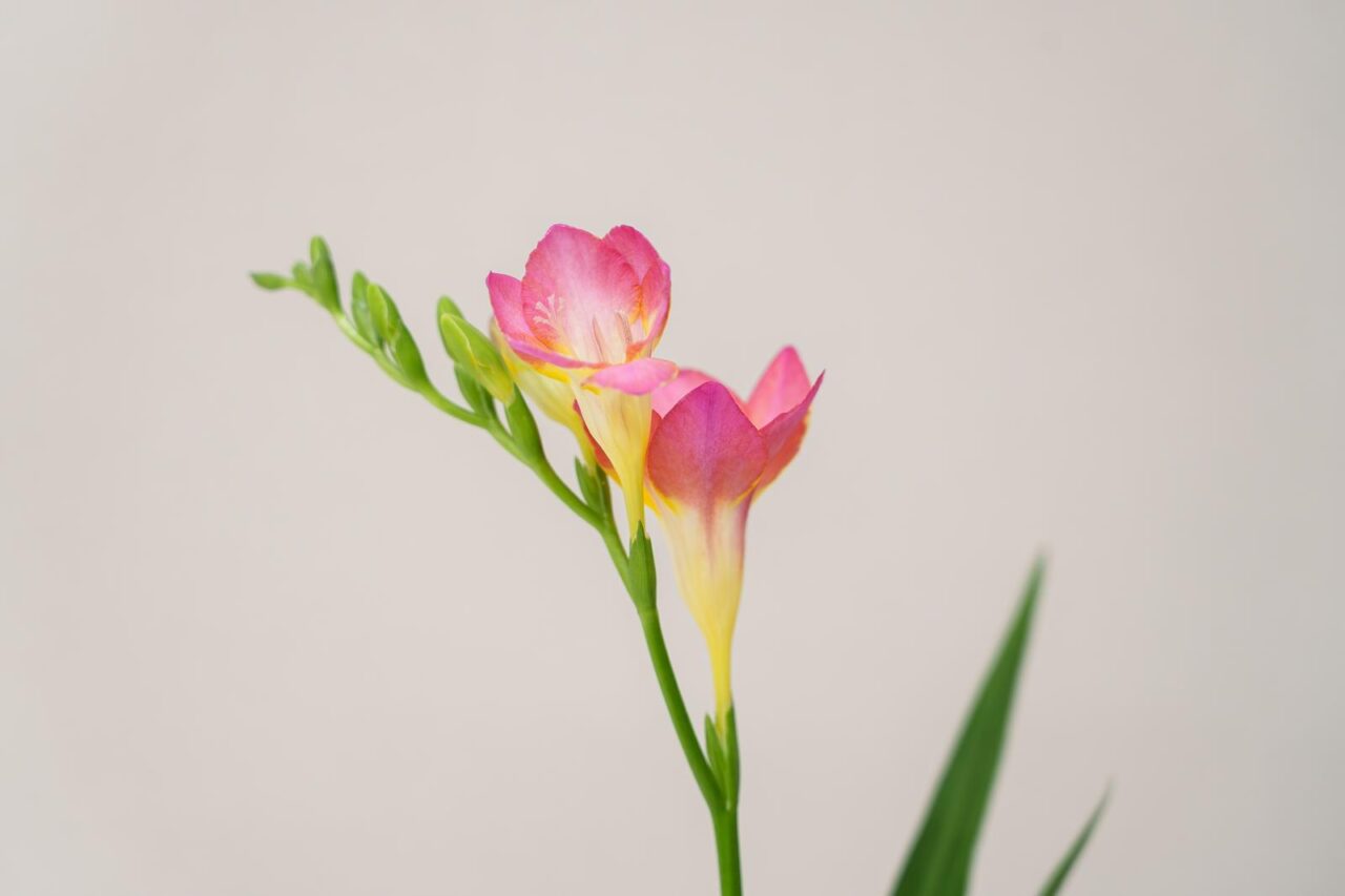 花イメージ