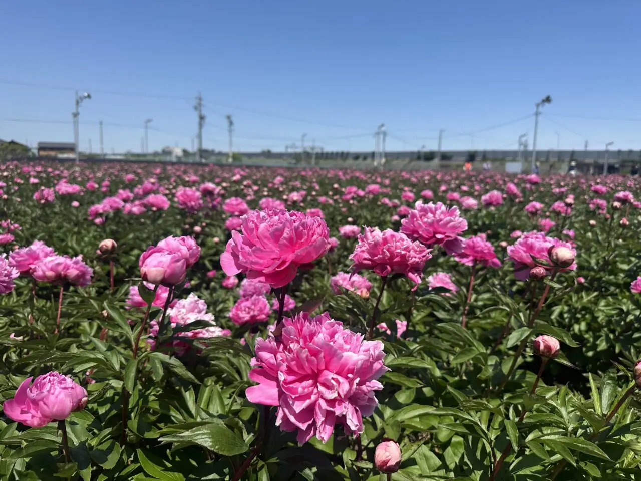 鈴鹿芍薬