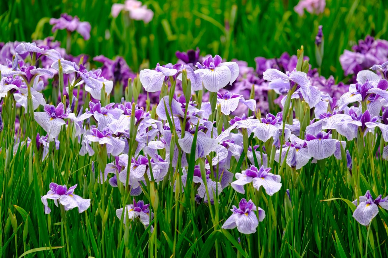 花しょうぶ