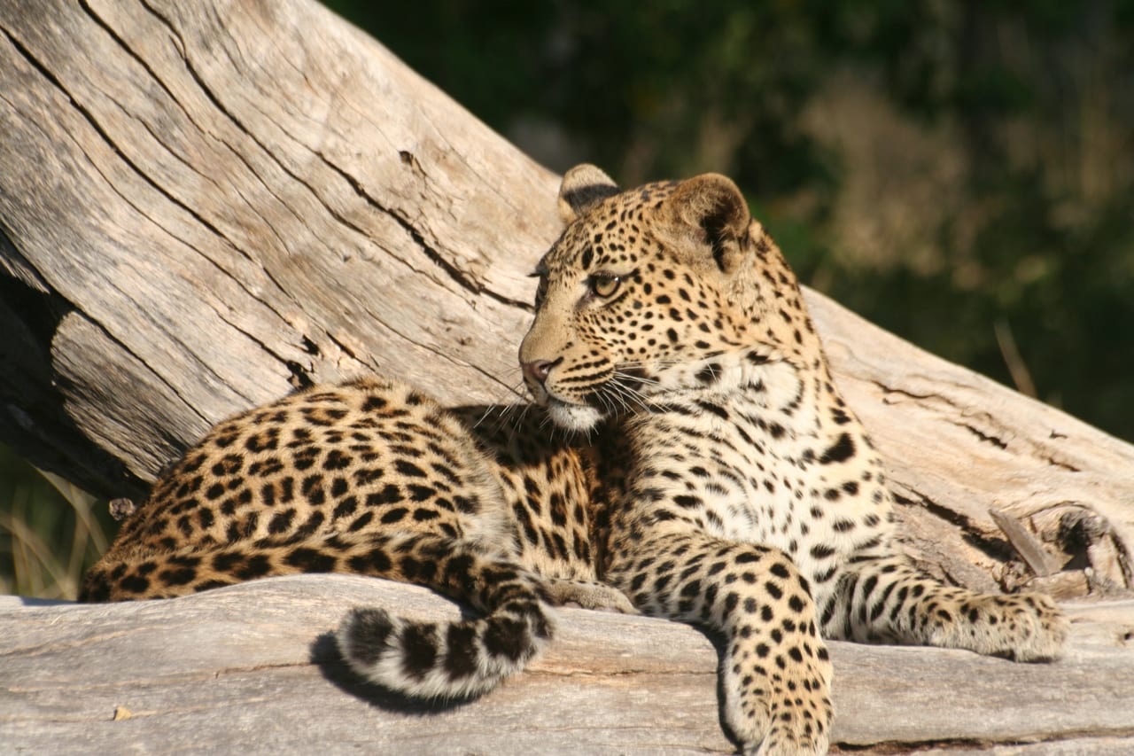 日野市 多摩動物公園のナイトズー 22年8月の土日 6 7除く は夜の動物園が開園 号外net 日野市