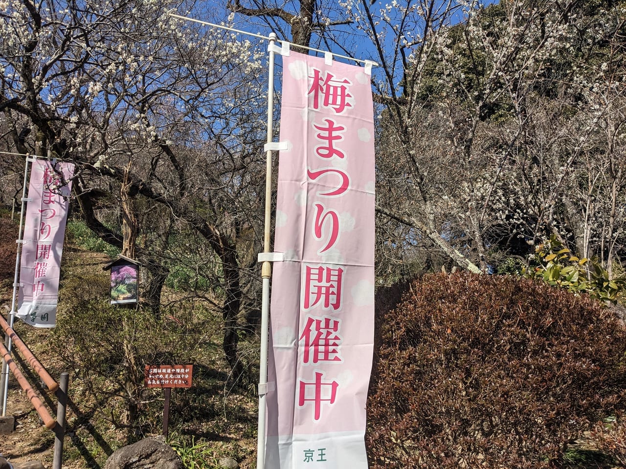 京王百草園　梅まつり2023