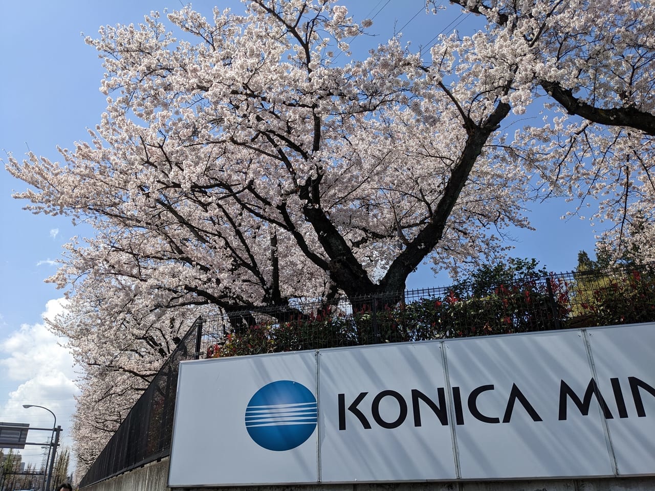 コニカミノルタ桜2023