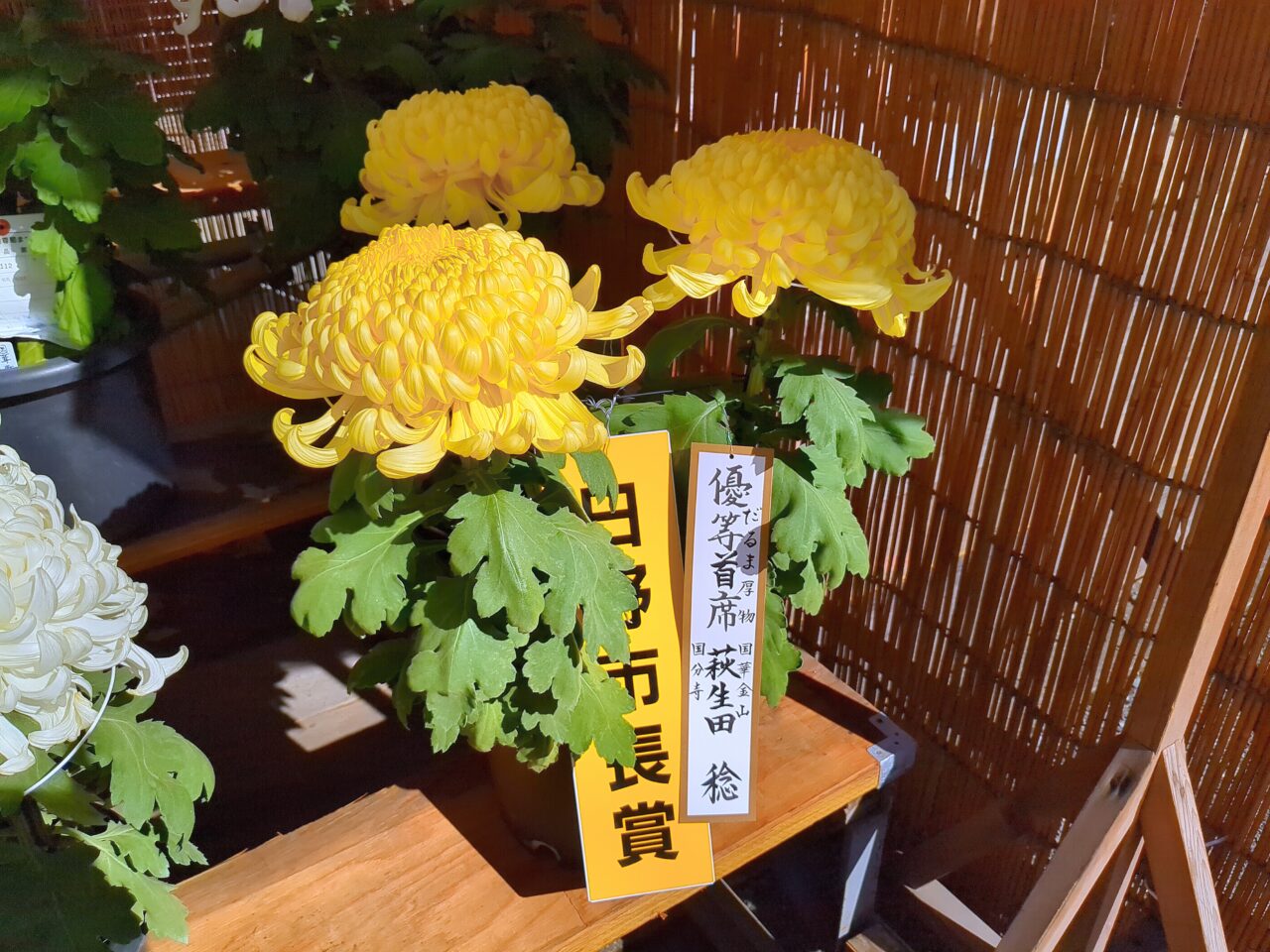 高幡不動尊 菊まつり 2024