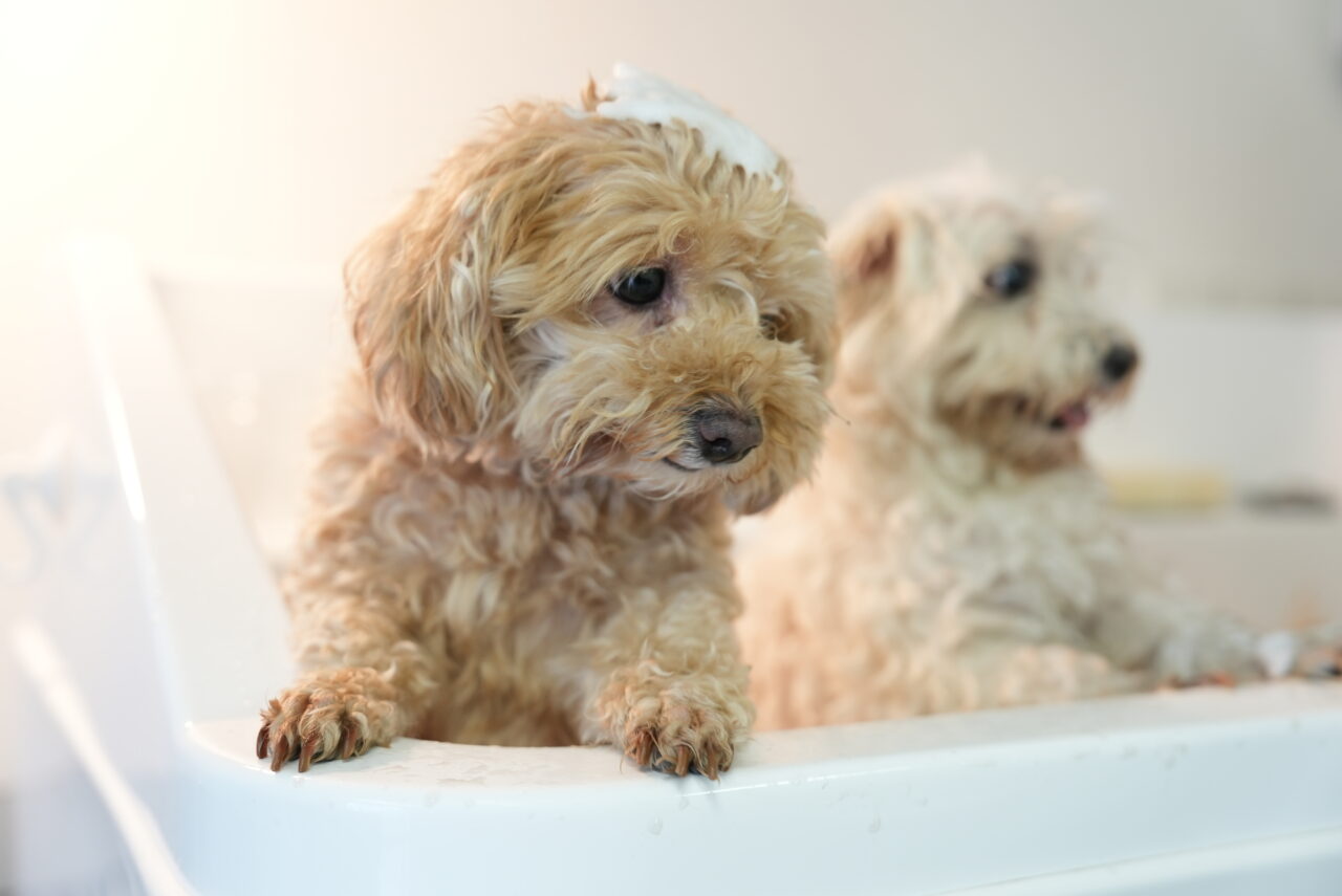 DogSalonQC