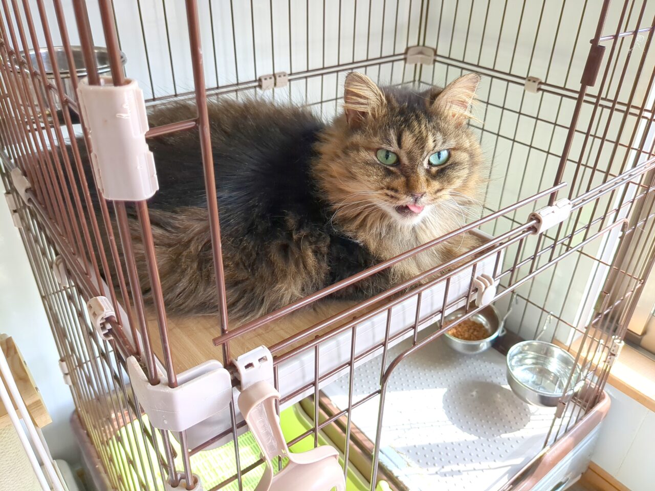 保護猫シェルター　にゃん福゜