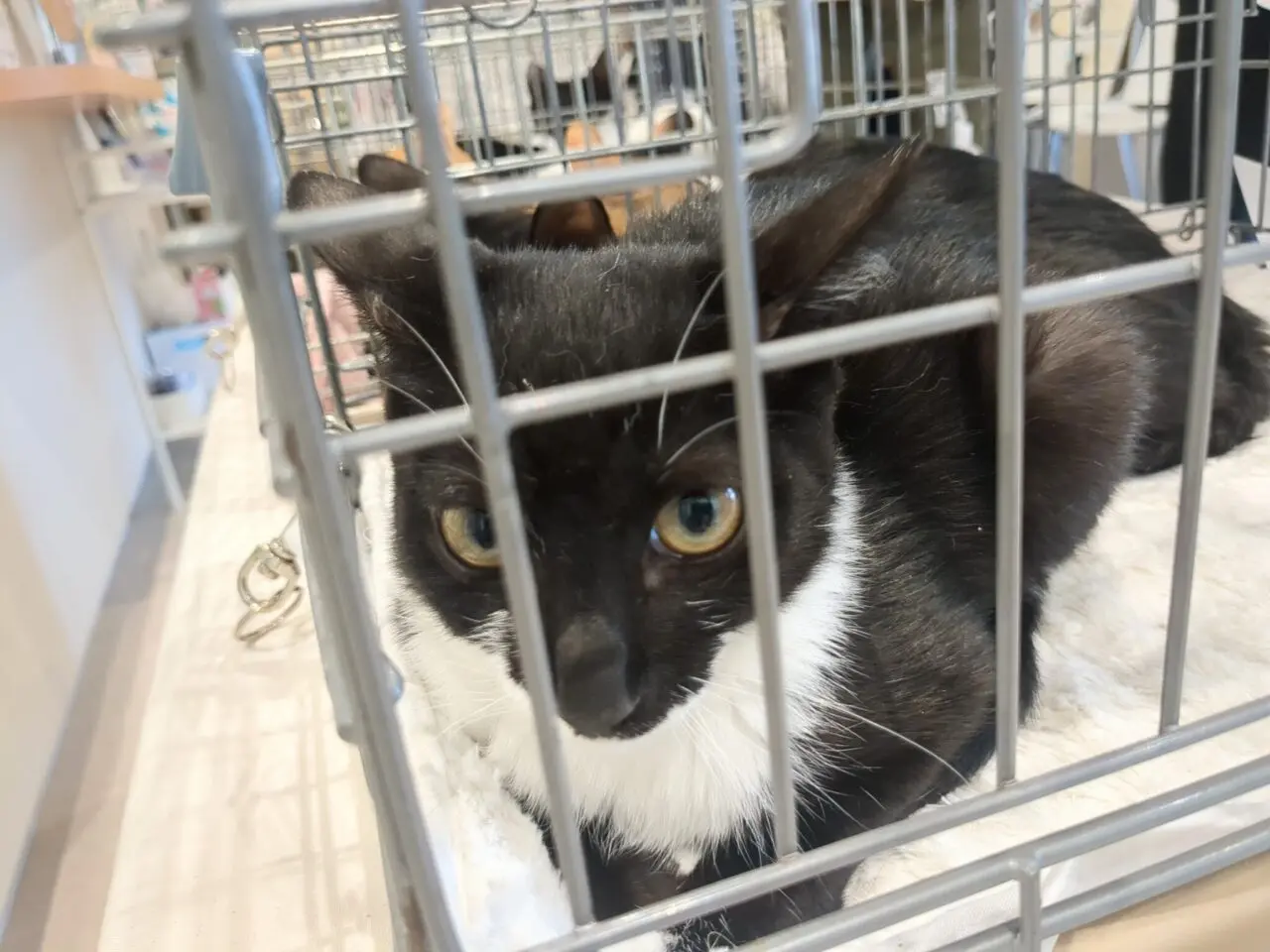 保護ねこ譲渡会