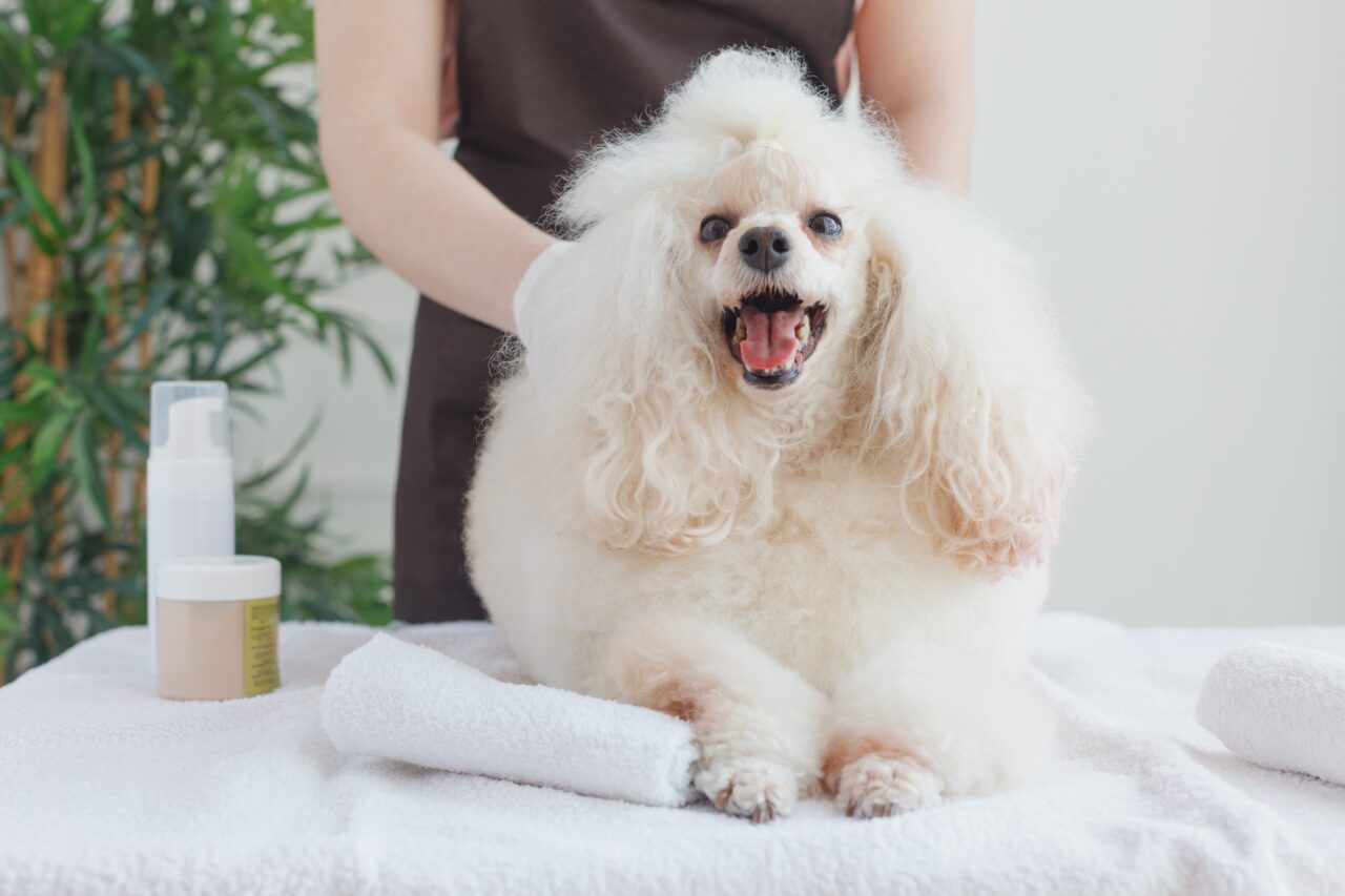 DOGSALON