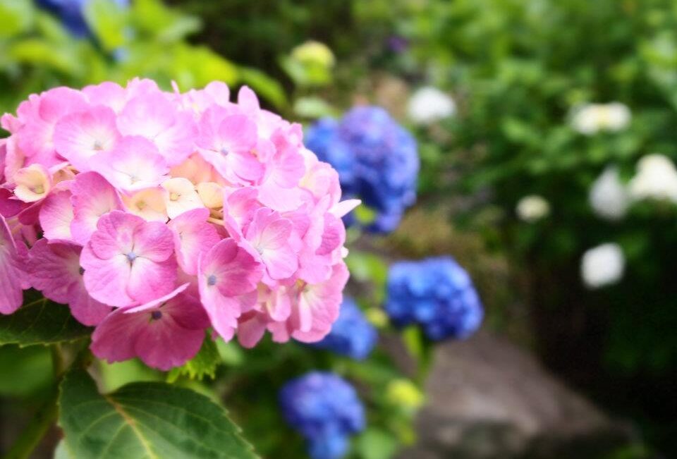 小田原城あじさい花菖蒲まつり