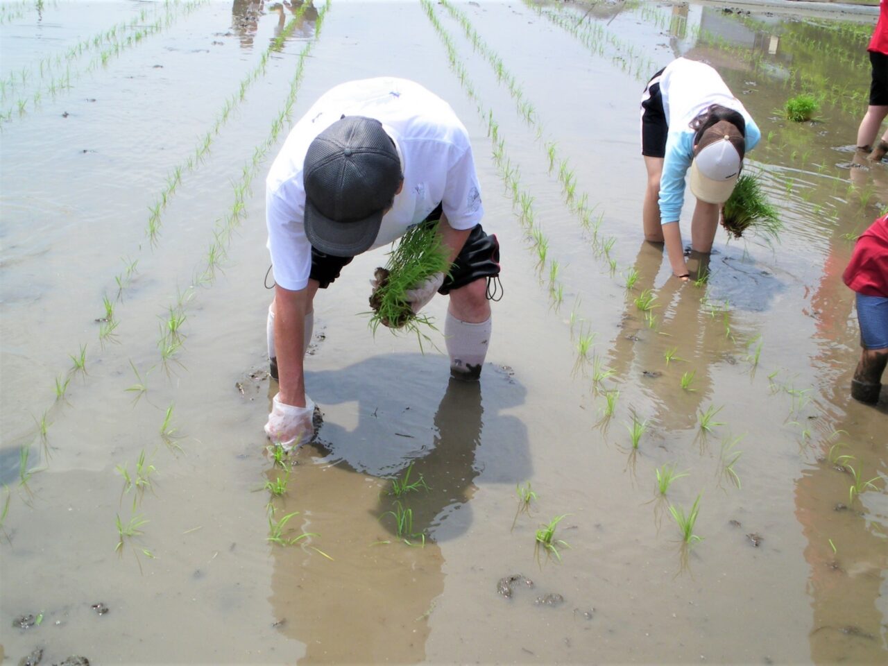 田植え