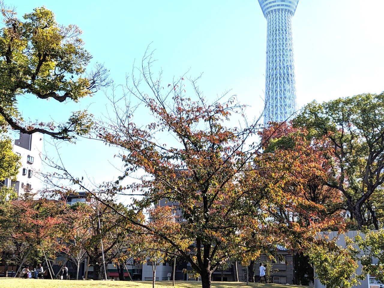 パークヨガ202505