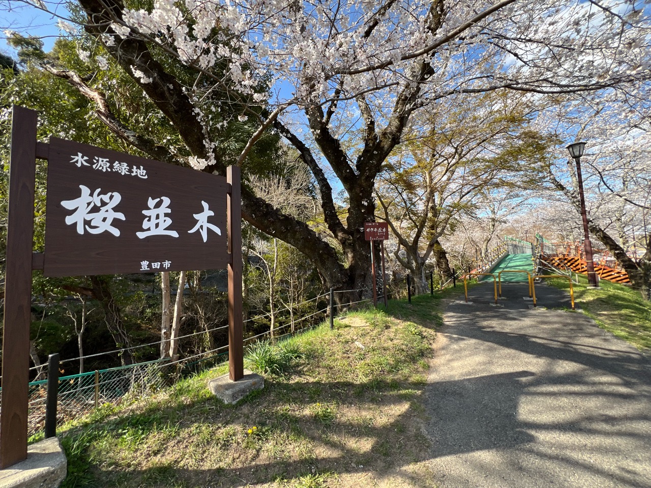水源公園桜並木