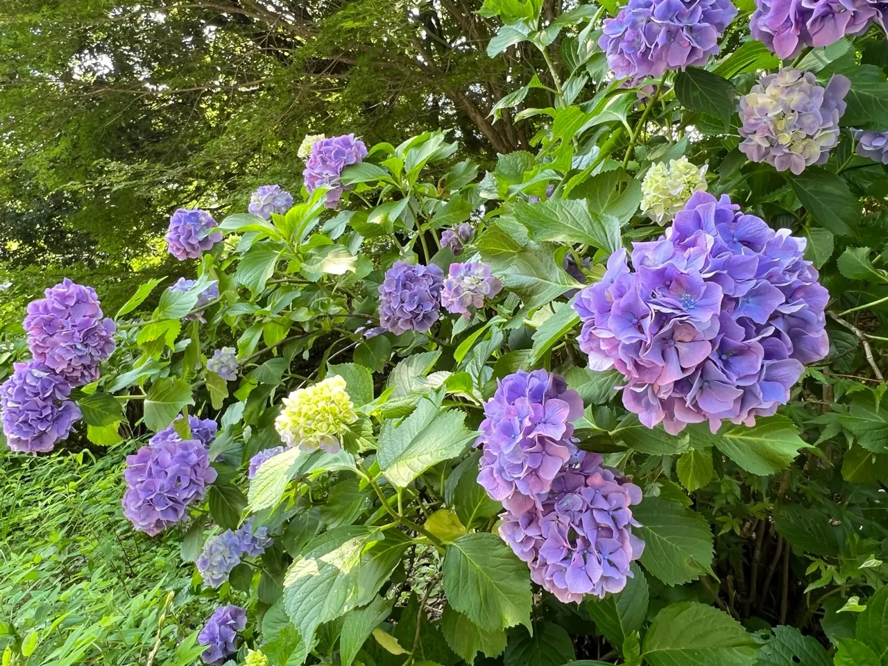 紫陽花