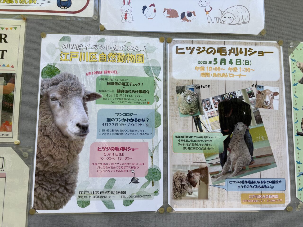 行船公園の自然動物園でヒツジの毛刈りショー
