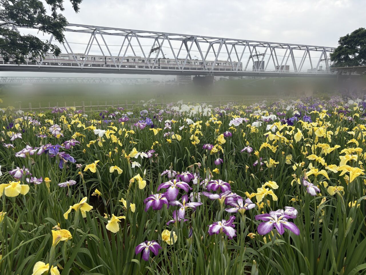 見頃を迎えている小岩菖蒲園まつり