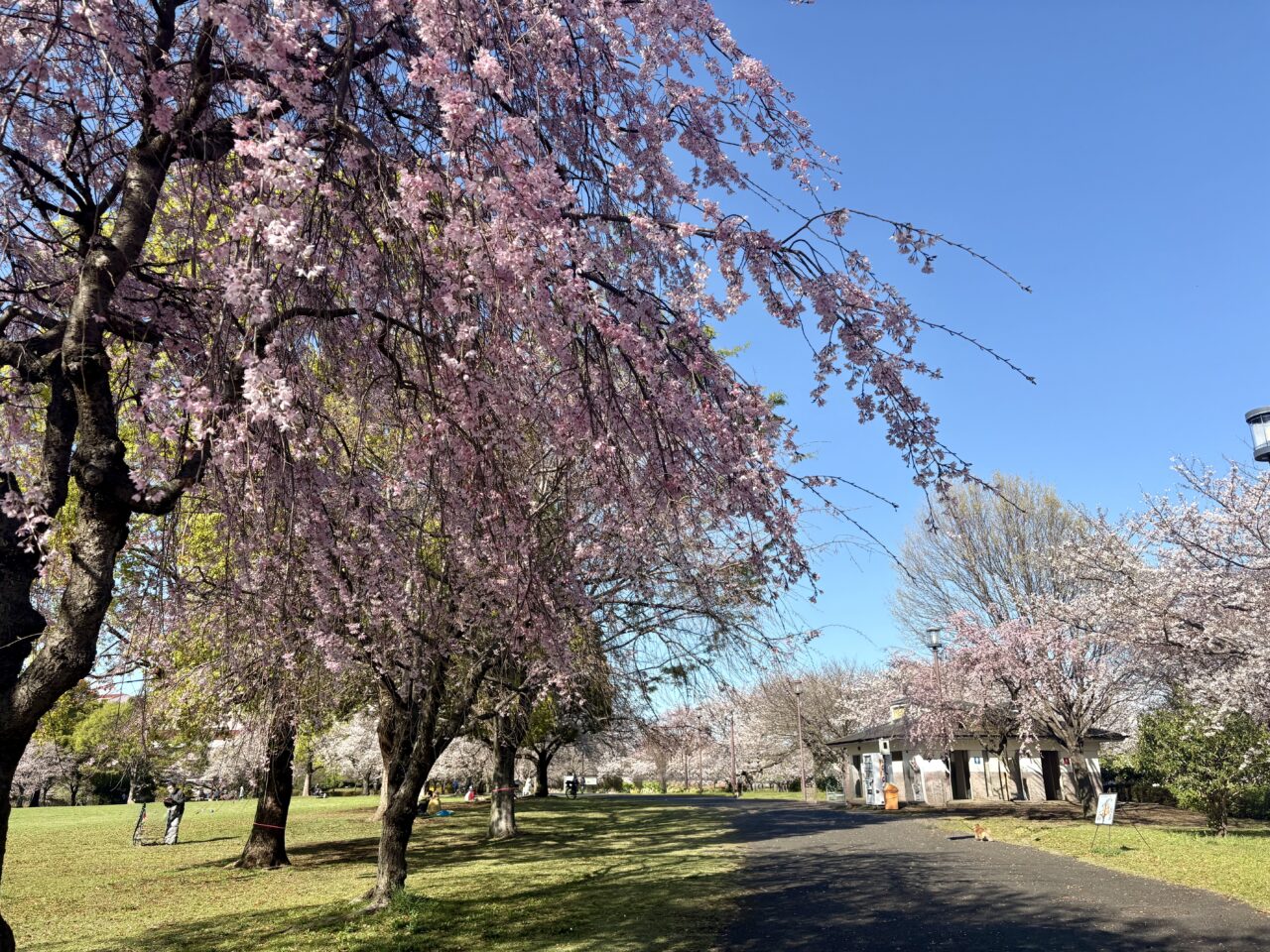 東京初上陸のグルメイベント「全肉祭」が大島小松川公園で開催