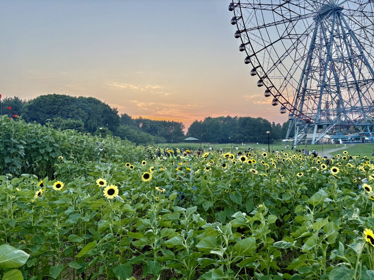 葛西臨海公園で花と光のムーブメントが開催