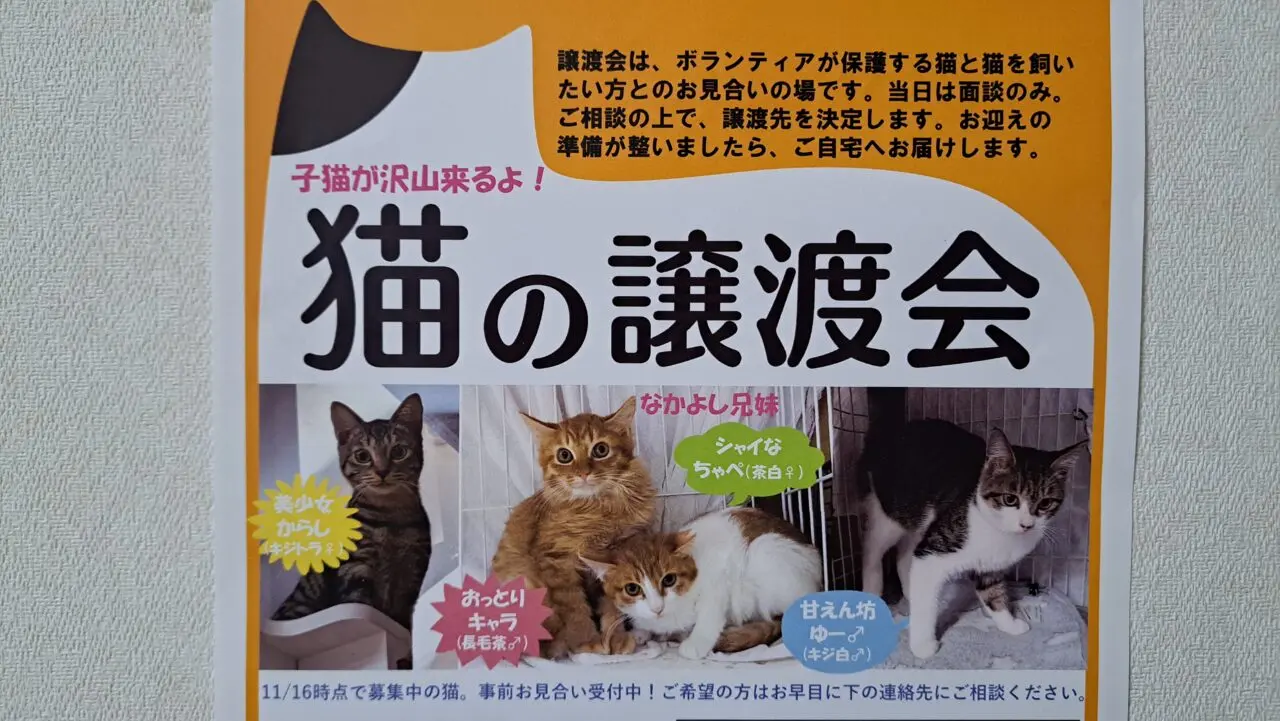 猫の譲渡会
