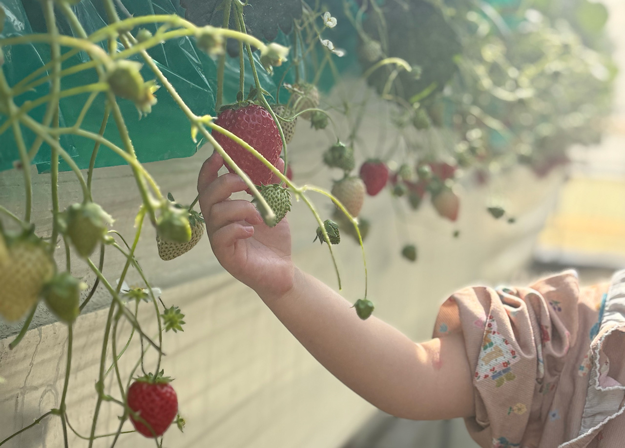 上原さんちのいちご畑でいちご狩り