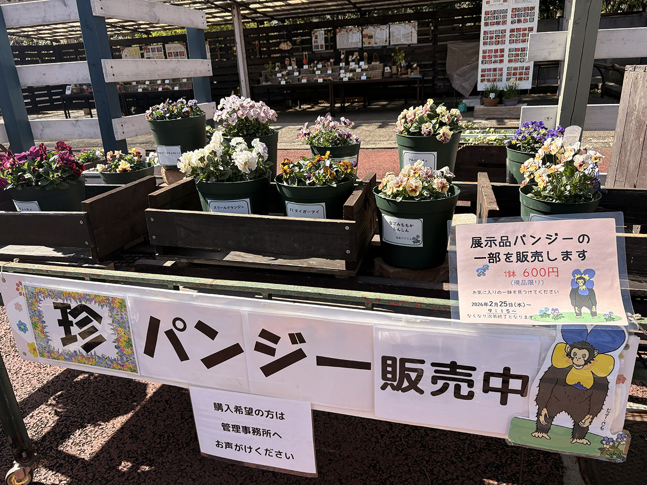 緑化センター「珍パンジー」