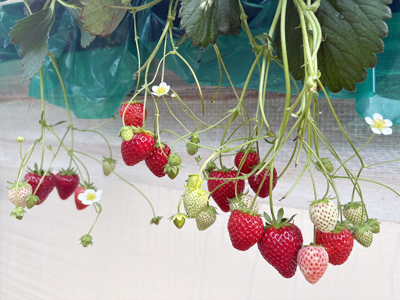 多摩区のいちご狩り