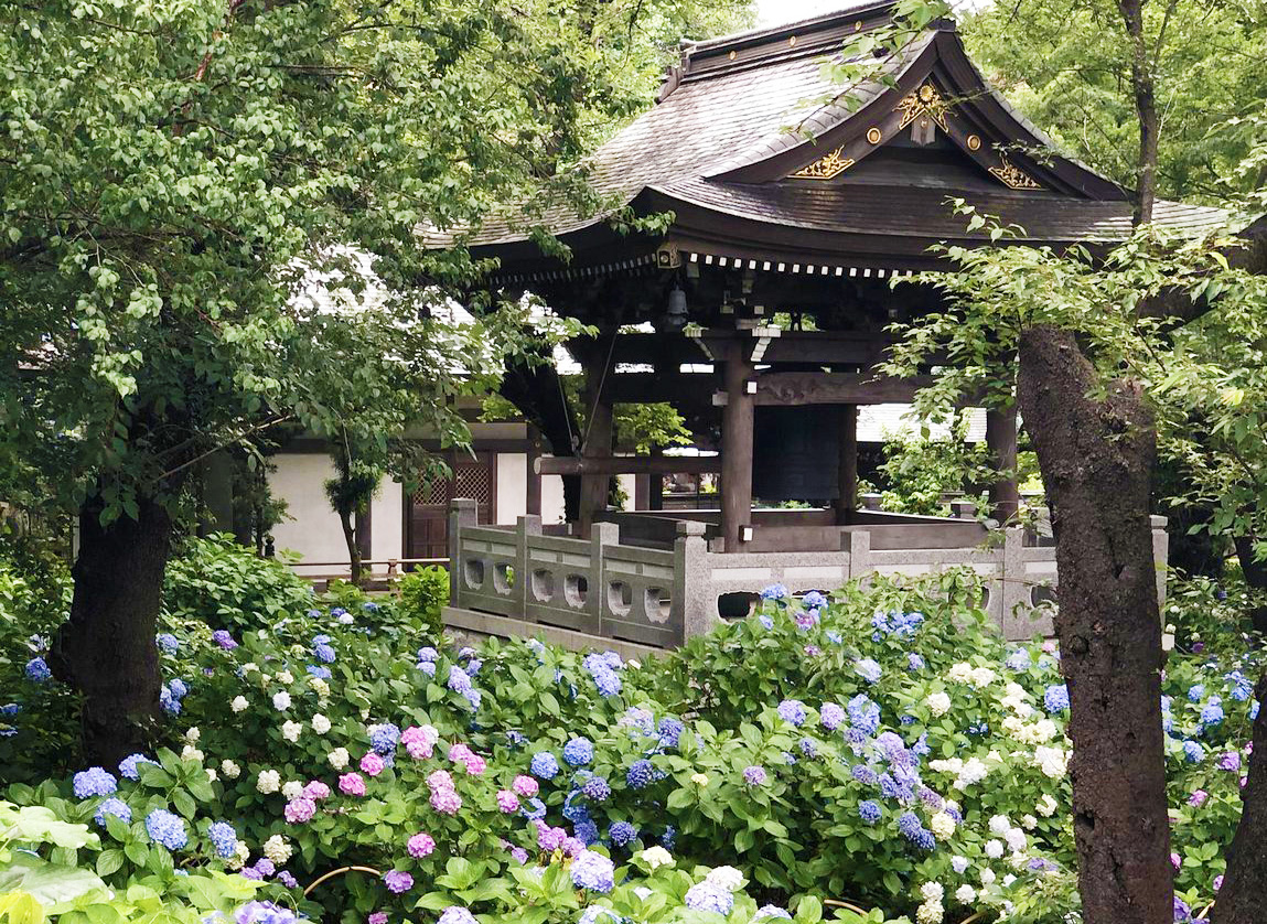 妙楽寺のあじさい