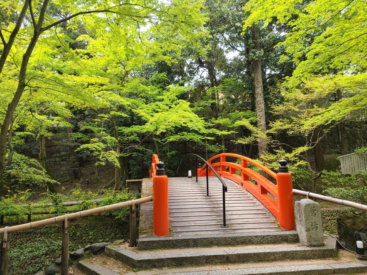 清々しい新緑