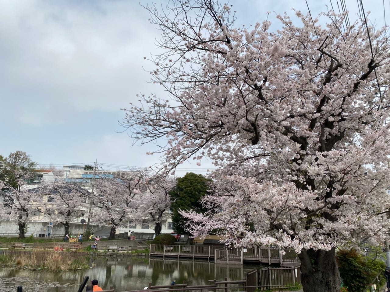 2021年の白幡池公園の桜