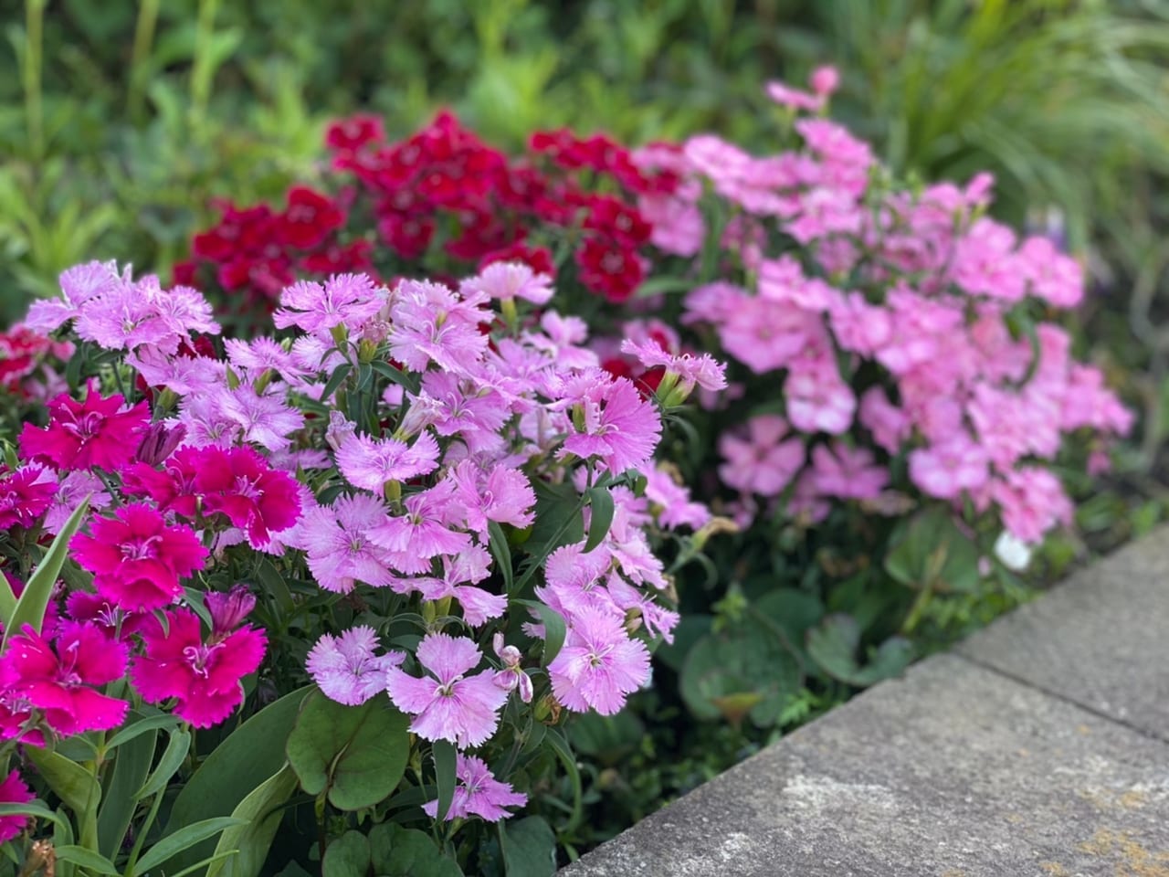 東横フラワー緑道