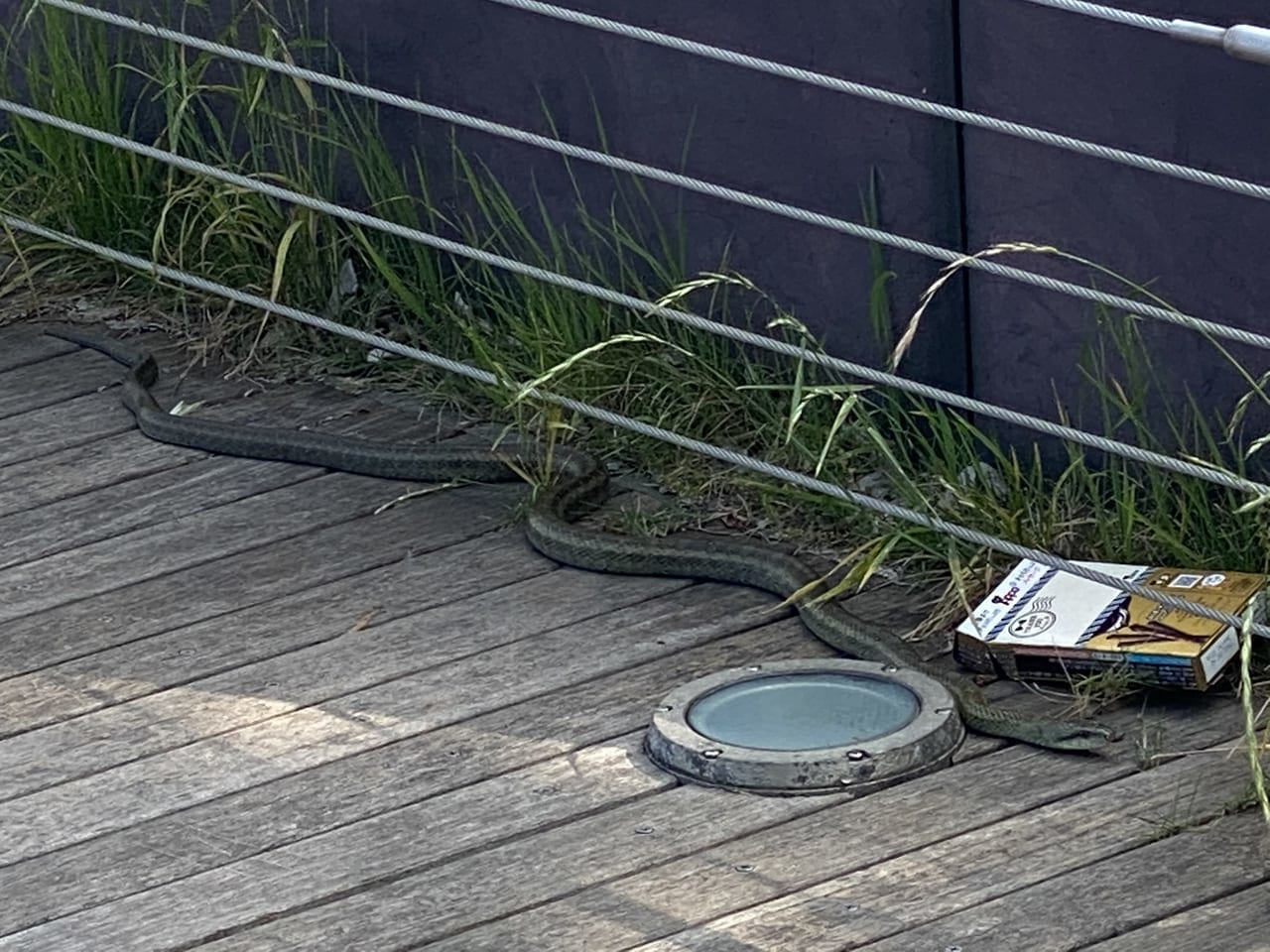 ポートサイド公園でみつけたヘビ