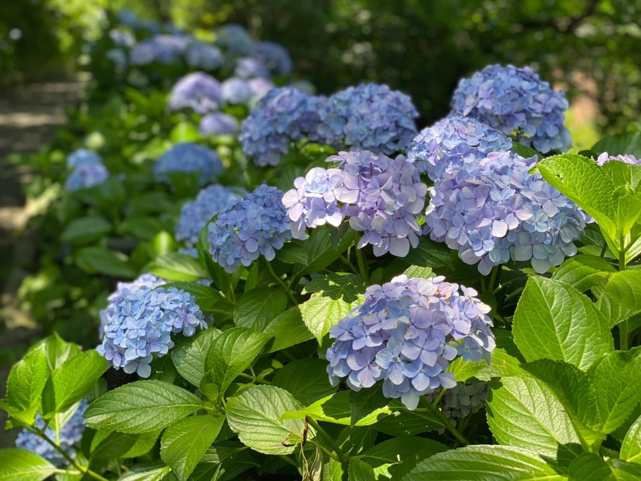 篠原園地の紫陽花