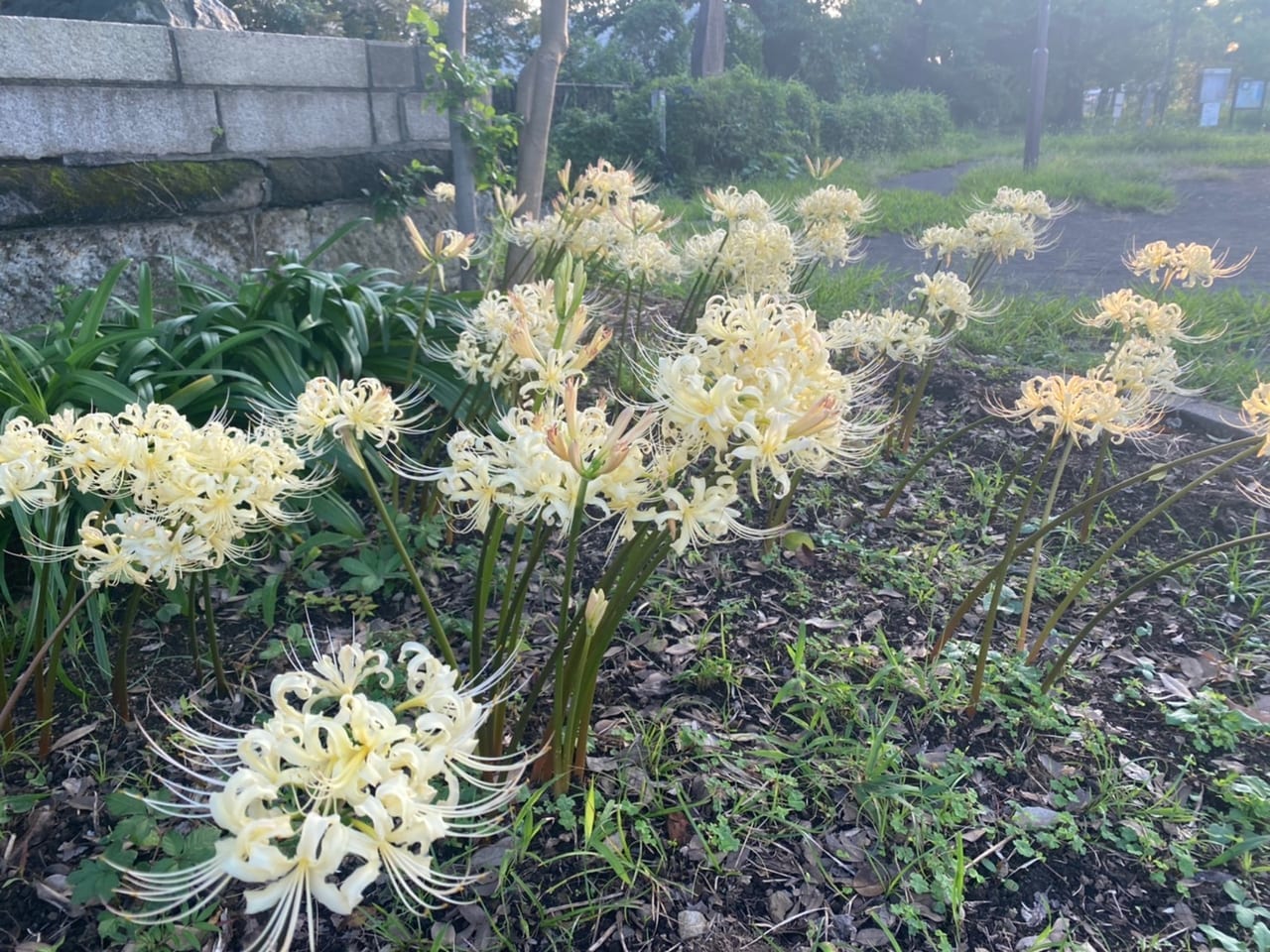白い彼岸花