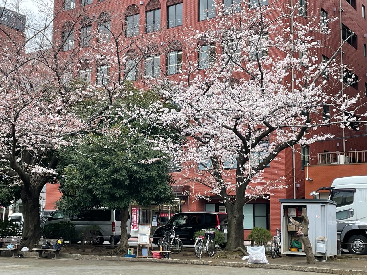 2022年の反町公園の桜