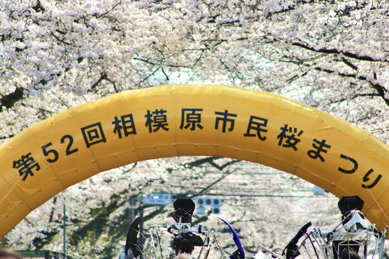 【相模原市中央区】桜も満開で大盛況！ 4/5(土)・4/6日に開催された「第52回相模原市民桜まつり」の初日の様子をお届け
