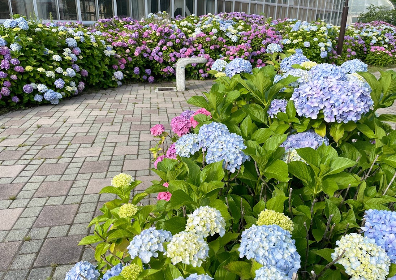 札幌市西区 Jr発寒中央駅近く 春日緑地 の紫陽花が22年も満開です 号外net 札幌市西区 手稲区