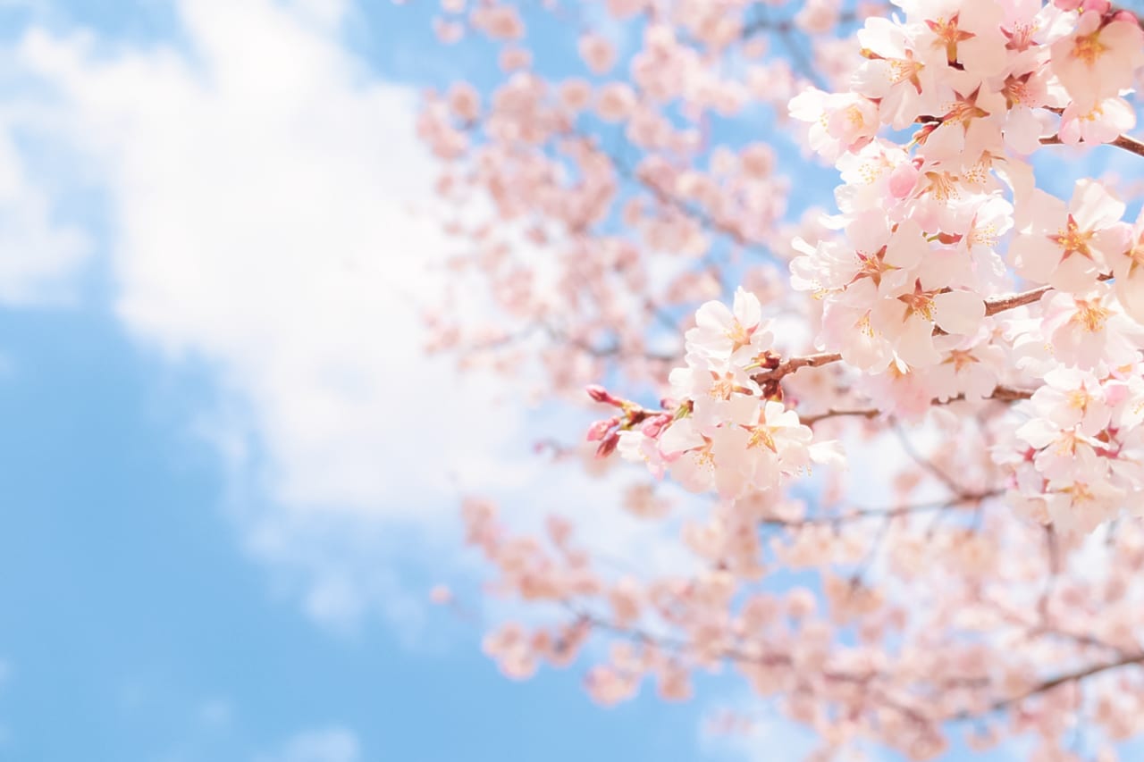 桜の木の下で 春うらら撮影会in帯広　新入学　マタニティ　お誕生日　バースデー　節句　ご家族の何気ない日常　写真　撮影　カメラマン　帯広市　桜　春　写真館　写真映像工房くろかりんとう　人気　動画 帯広カメラマン　帯広写真　2025年