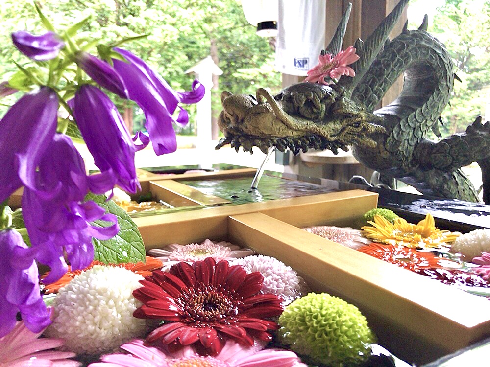 帯広市　お参り　お詣り　参拝　帯広神社　帯廣神社　花手水　夏詣　帯広観光　令和5年　2023年　北海道　散歩