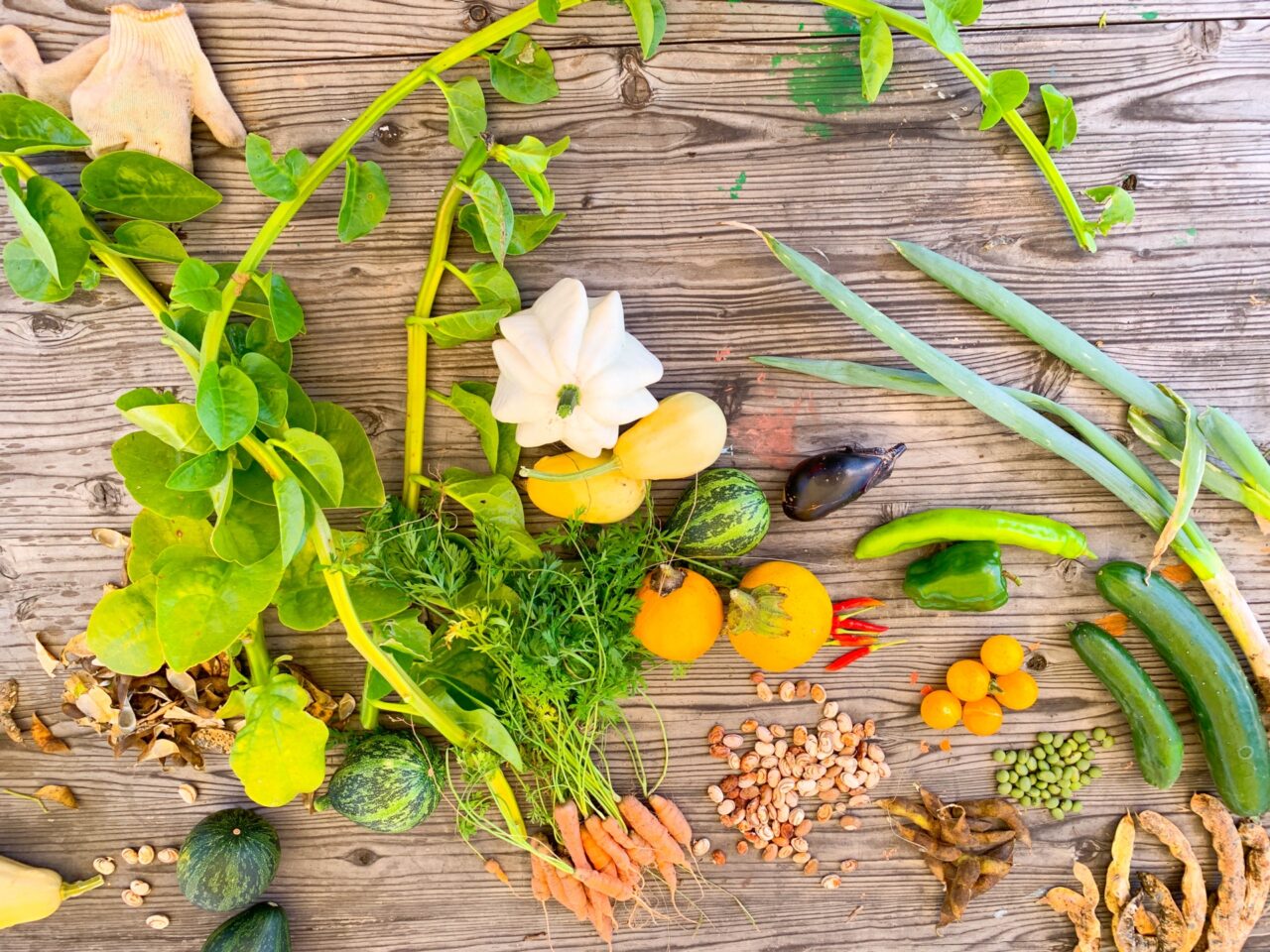 〒082-0006 北海道芽室町東芽室南２線23−５　廣田農園 直売所 「畑の駅」畑の駅＋感謝祭２０２５　2025年10月24日（金）　10月25日（土）　10月26日（日）　9時30分～12時30分　トウテル　鈴木書店　ペニーレーン　cafe BLANCO.　　焼菓子　お弁当　お惣菜　量り売り　ナッツ　ドライフルーツ　ビオ野菜　ビオ農家　十勝