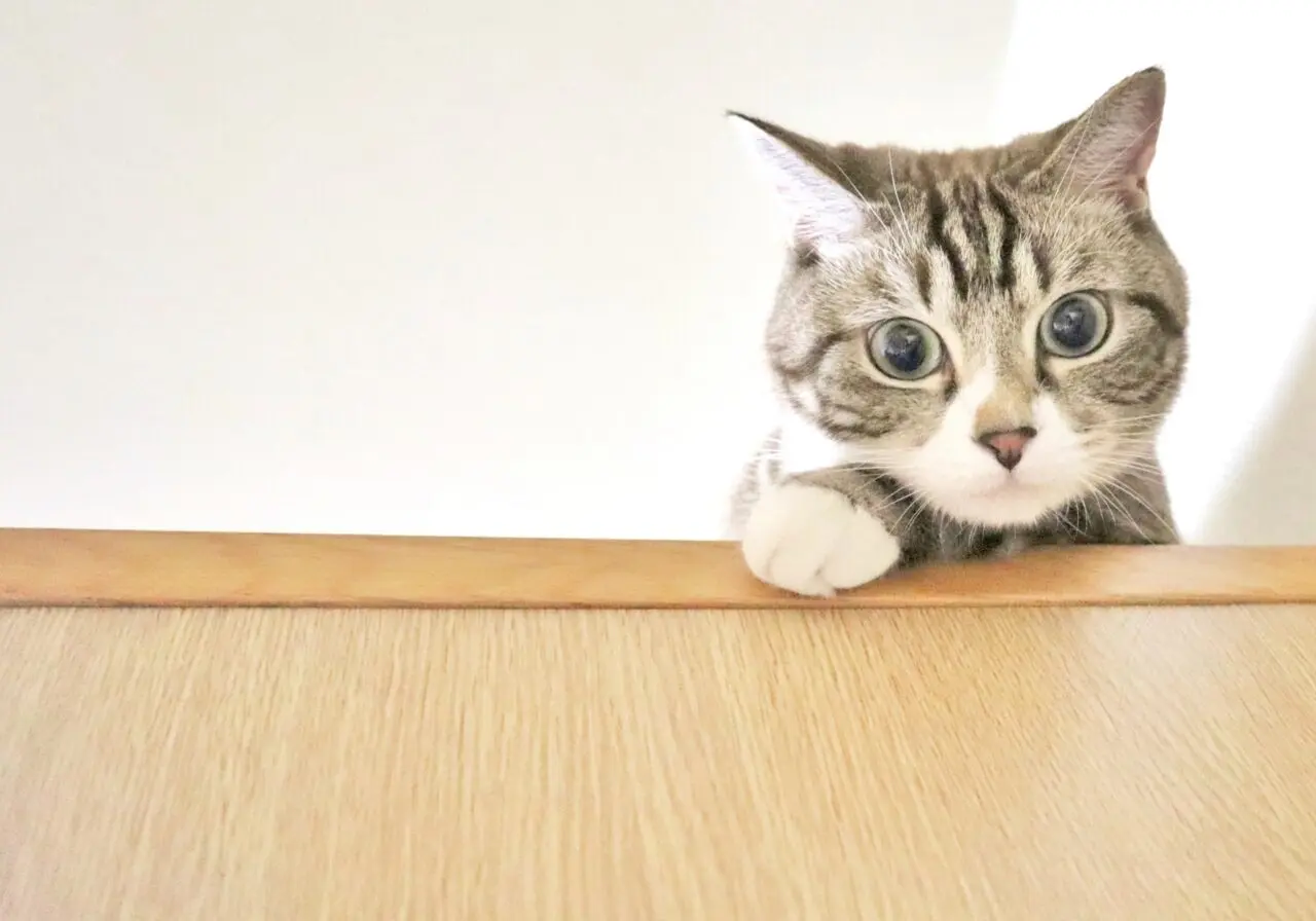 DCM稲田店　〒080-0831 北海道帯広市稲田町南９線西９－１　フレスポスズランプラザ　ペットショップ　閉店　ケン＆ワン　2025年11月30日（日）閉店　リニューアルオープン　2026年1月4日（日）　ペットショップスマイル　音更町　猫専門店　2026年1月2日（金）　コメリ帯広南店　ワンちゃん専門店　リニューアルオープン　新規開店　開店　新規オープン　オープン　〒080-0871 北海道帯広市清流東２丁目１２−６