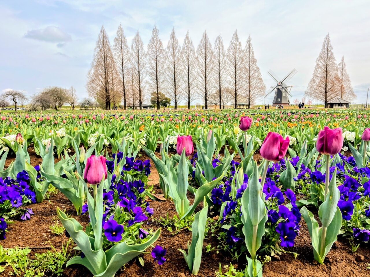 あけぼの山農業公園チューリップメイン