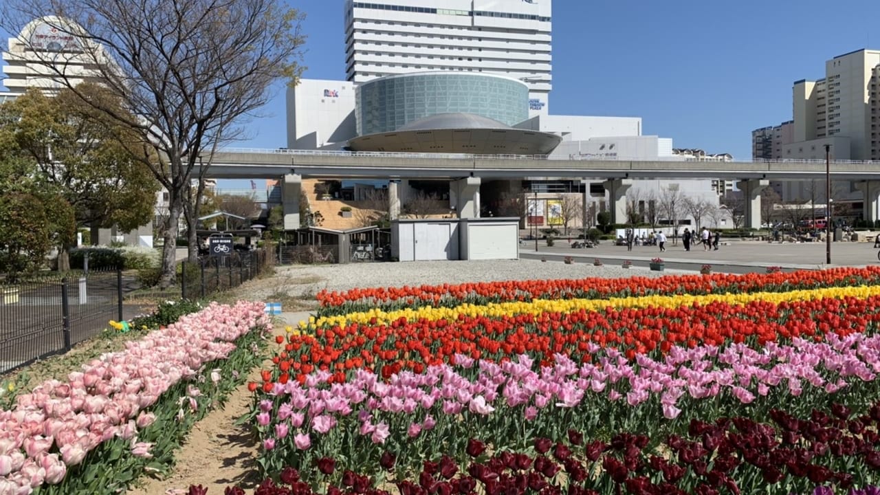 六甲アイランドチューリップ