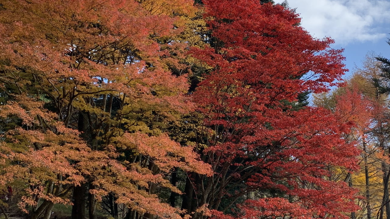 六甲山高山植物園