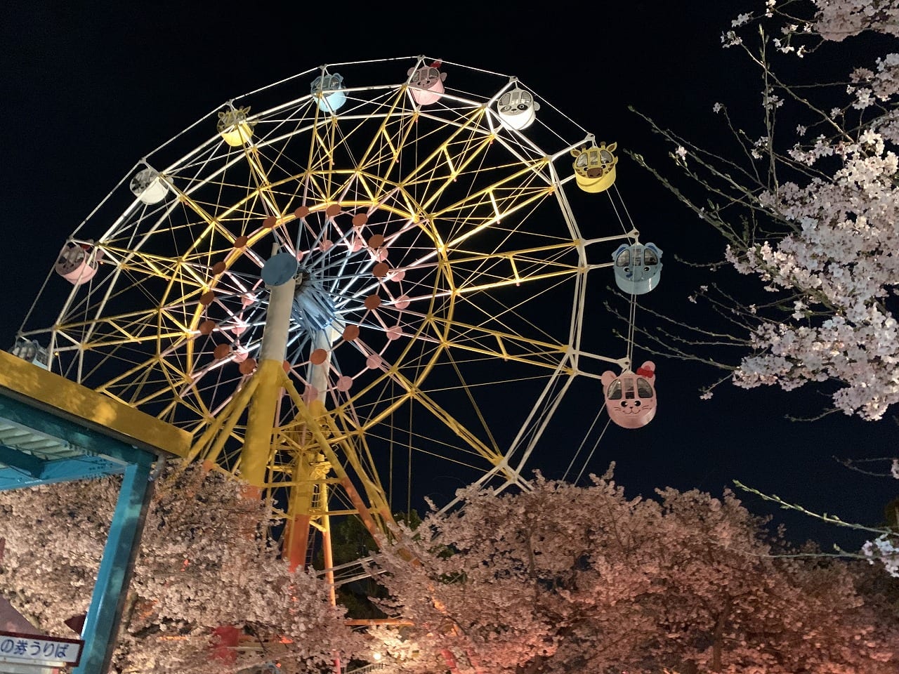 神戸市立王子動物園 夜桜の通り抜け