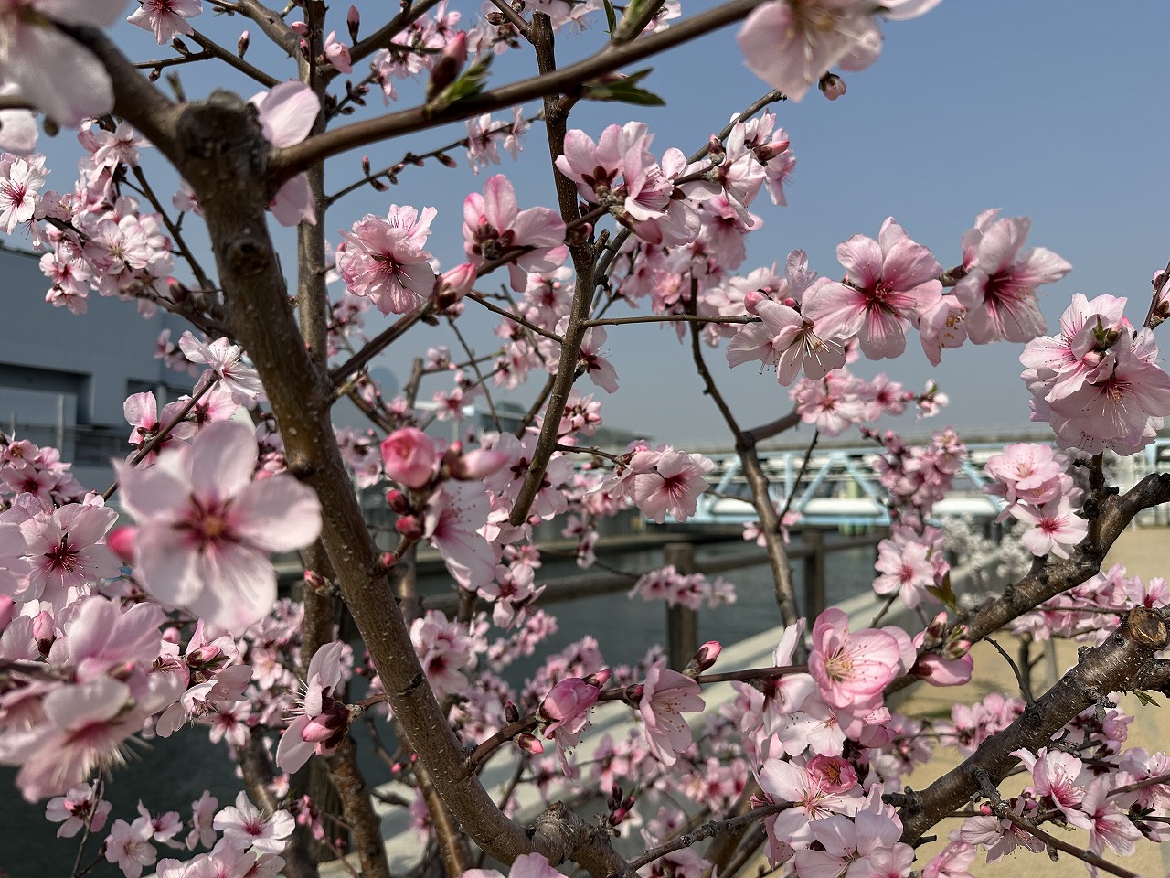 【神戸市東灘区】2025年3月26日 アーモンド並木を見てきました(≧▽≦)『東水環境センター・水辺の遊歩道うおざき』満開近し♪