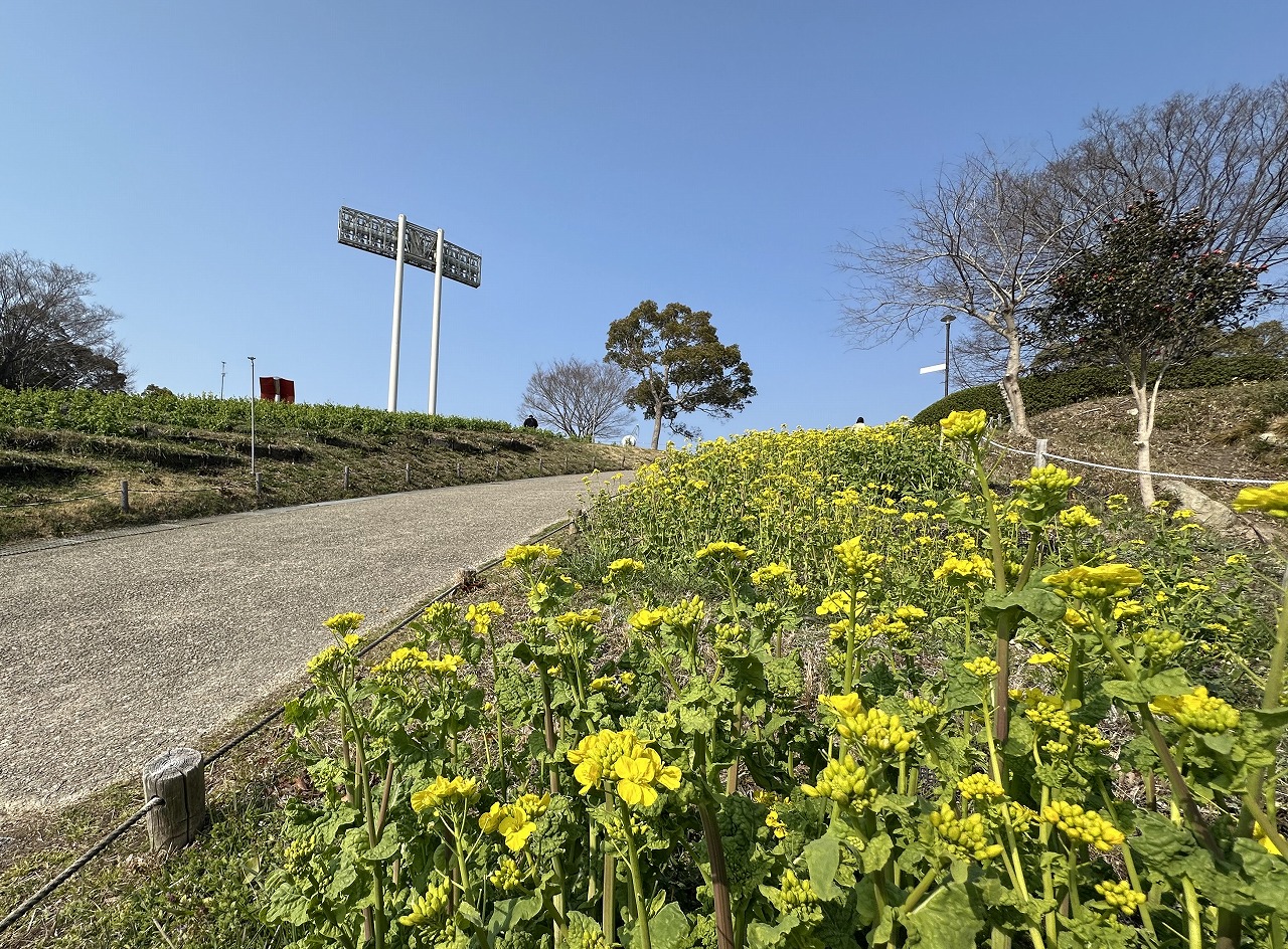 【神戸市】2025年3月21日「神戸総合運動公園 コスモスの丘」に『菜の花』を見てきました♪ えっ、こんな開花状況なのか…。